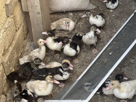 23 ədəd Lal ördək balaları satılır 50+günlük — Digah