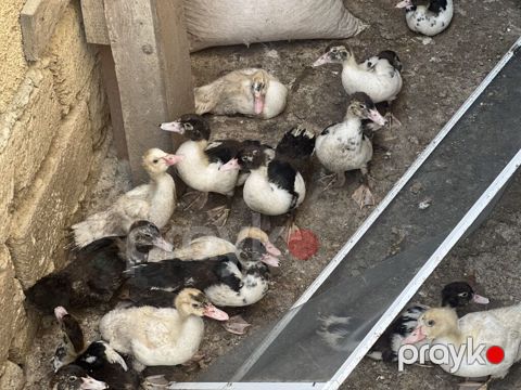 23 ədəd Lal ördək balaları satılır 50+günlük — Digah