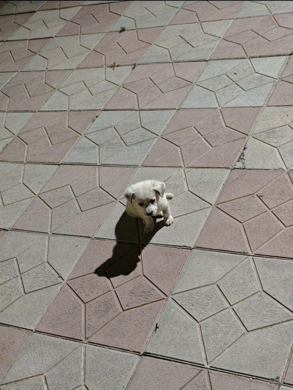 Barter VAR 3 ayliq zaddi — Heyvanlar, Bakı (2)