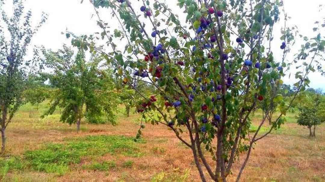 Satılır torpaq 180 sot — Torpaq, Xaçmaz (12)