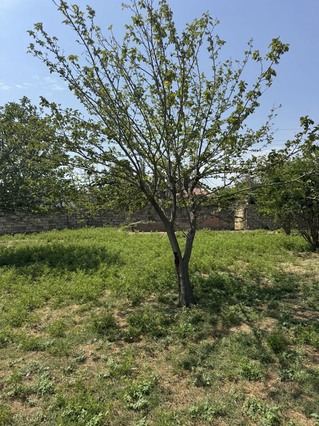Satılır torpaq 400 sot — Torpaq, Bakı (5)