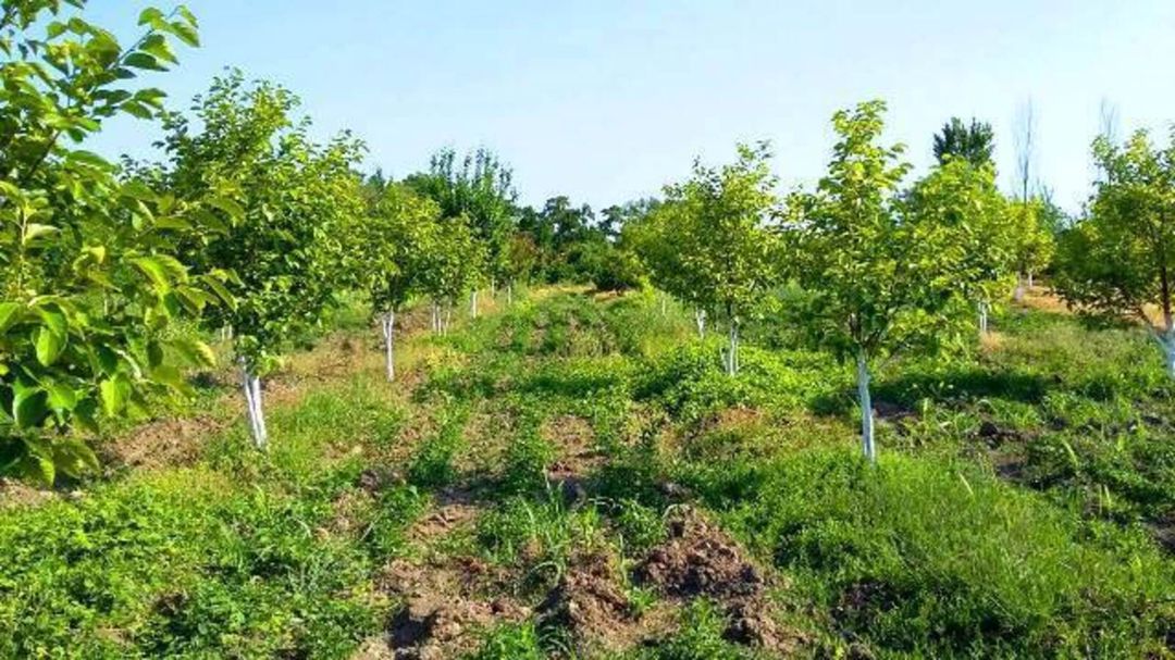 Satılır torpaq 180 sot — Torpaq, Xaçmaz (4)