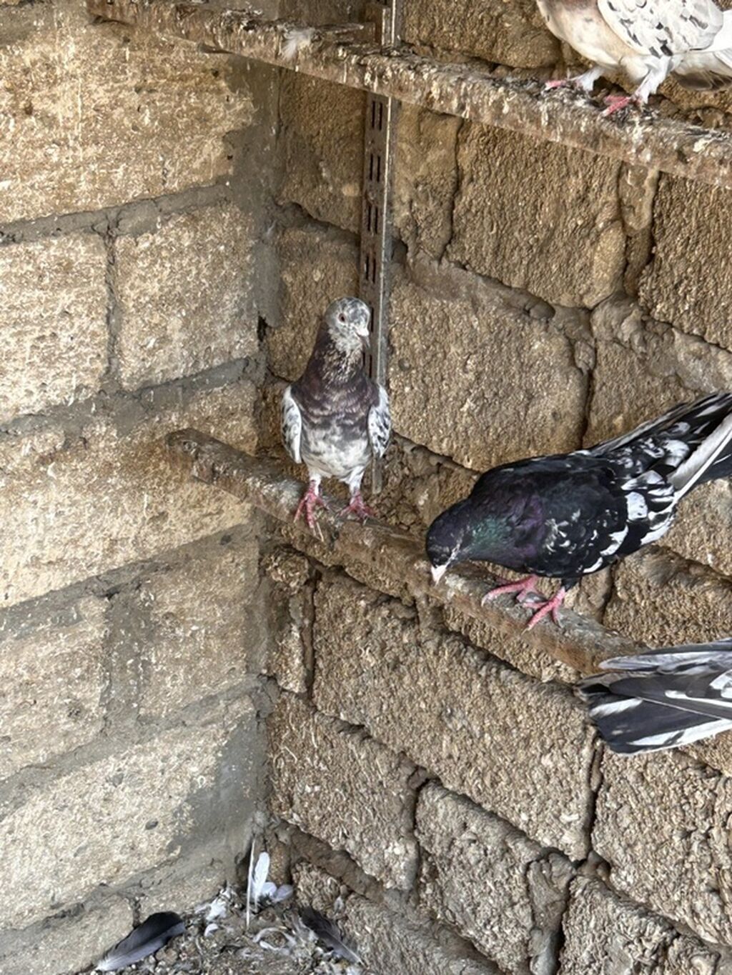 Hamisi saglam heyvanlardi hec bir problemi yoxdu maraqlanan şexse — Quşlar, Saray (2)