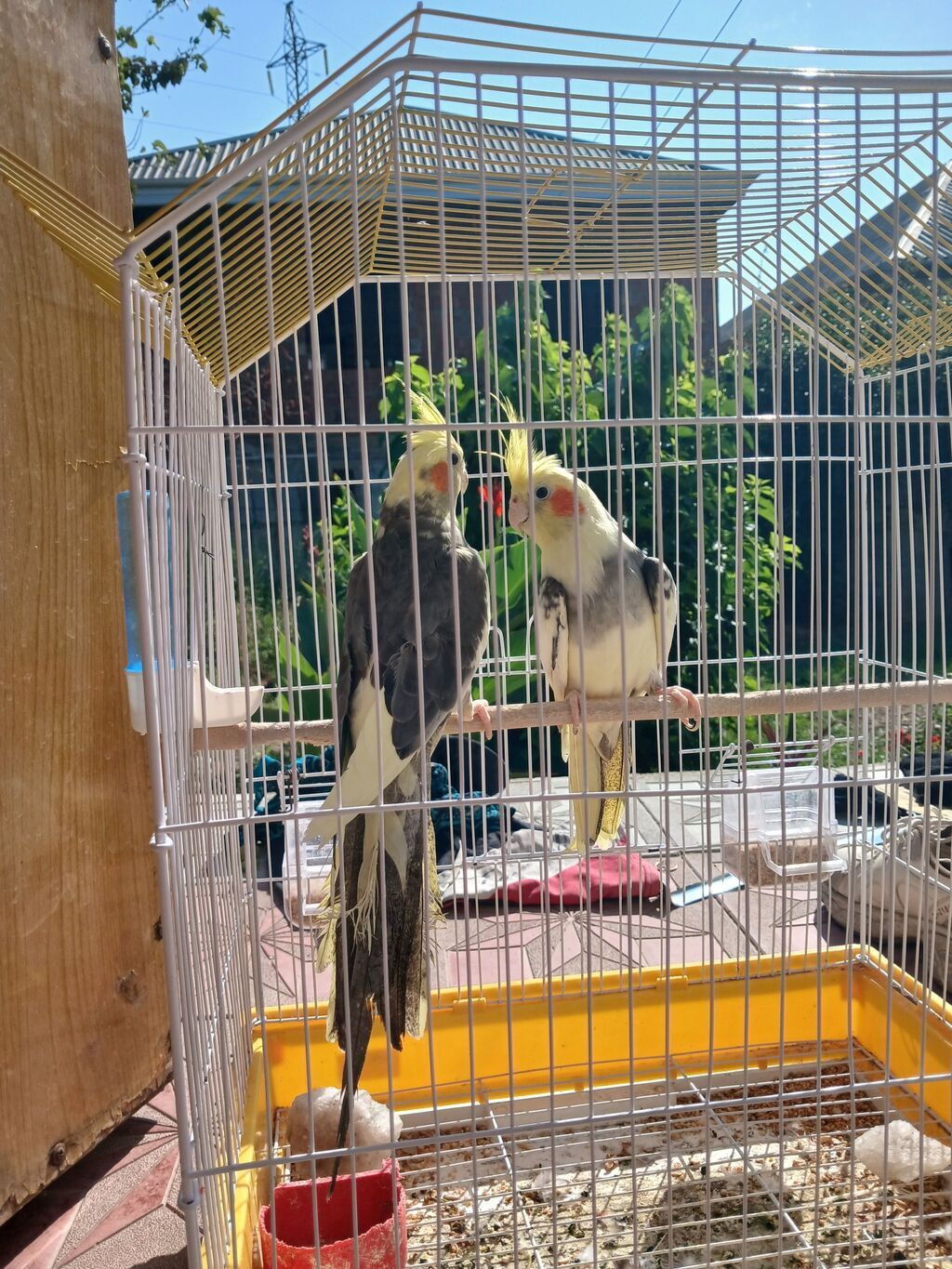 Nimfa papuqayları (cüt) - Növ: Nimfa (Cockatiel) – başında sarı ibik — Quşlar, Sumqayıt (4)