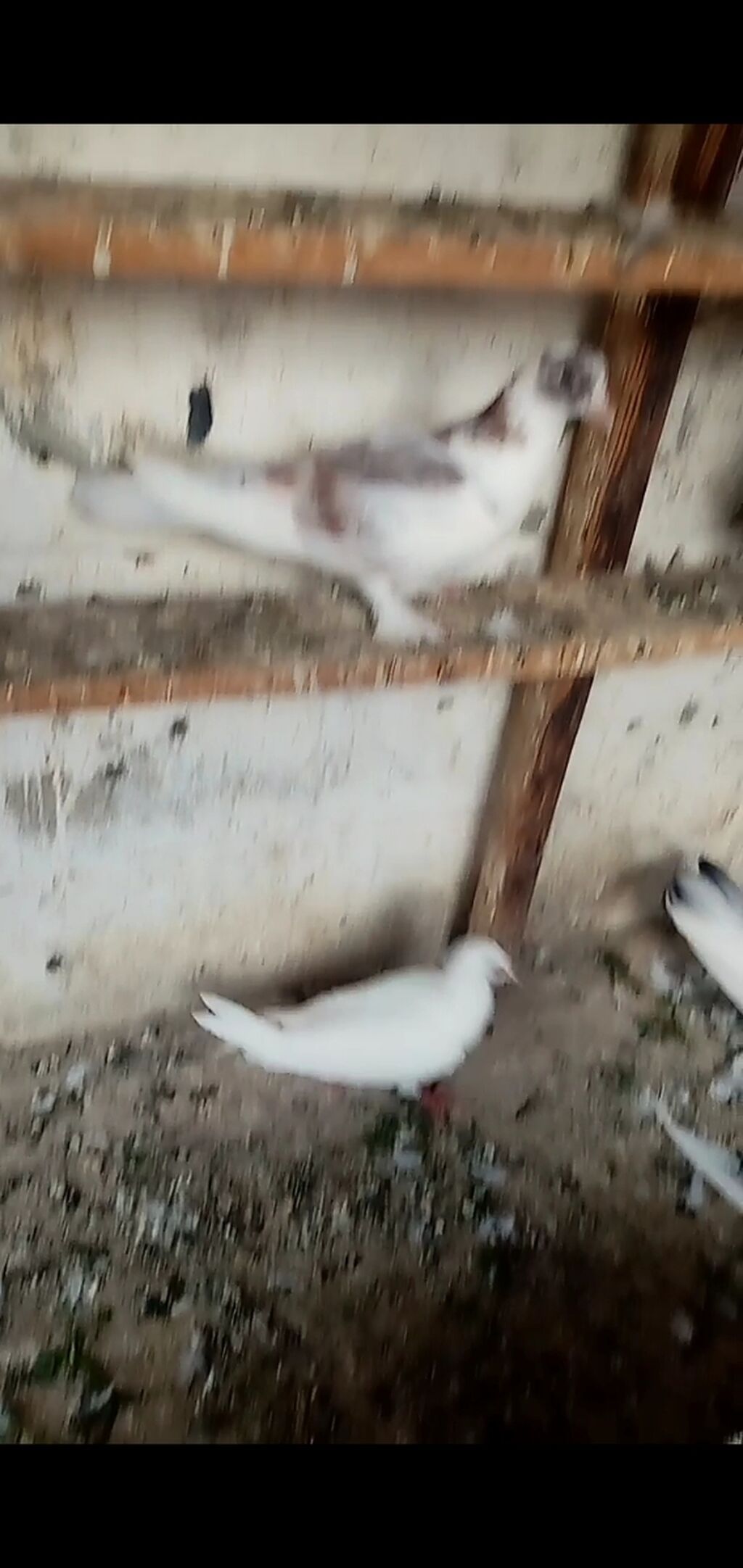 6 dene qusdu biri 2 manatdı quslarda berdededi — Quşlar, Bərdə (4)