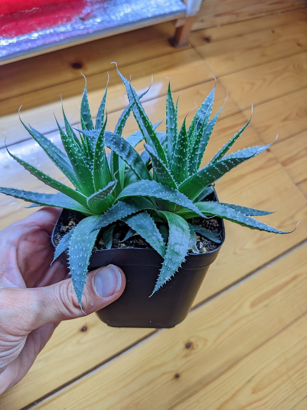 Aloe Aristata. Tam sağlam, problemsiz. Baxımı çox sadə. Torpaq — Qapı bitkələri, Sumqayıt (4)