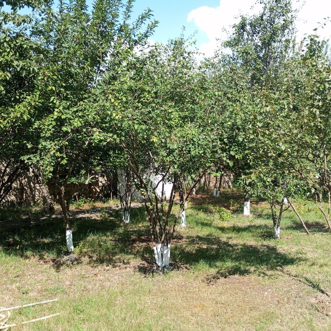 Həyət evi, Şamaxı ş — Ev, villa, Şamaxı (5)