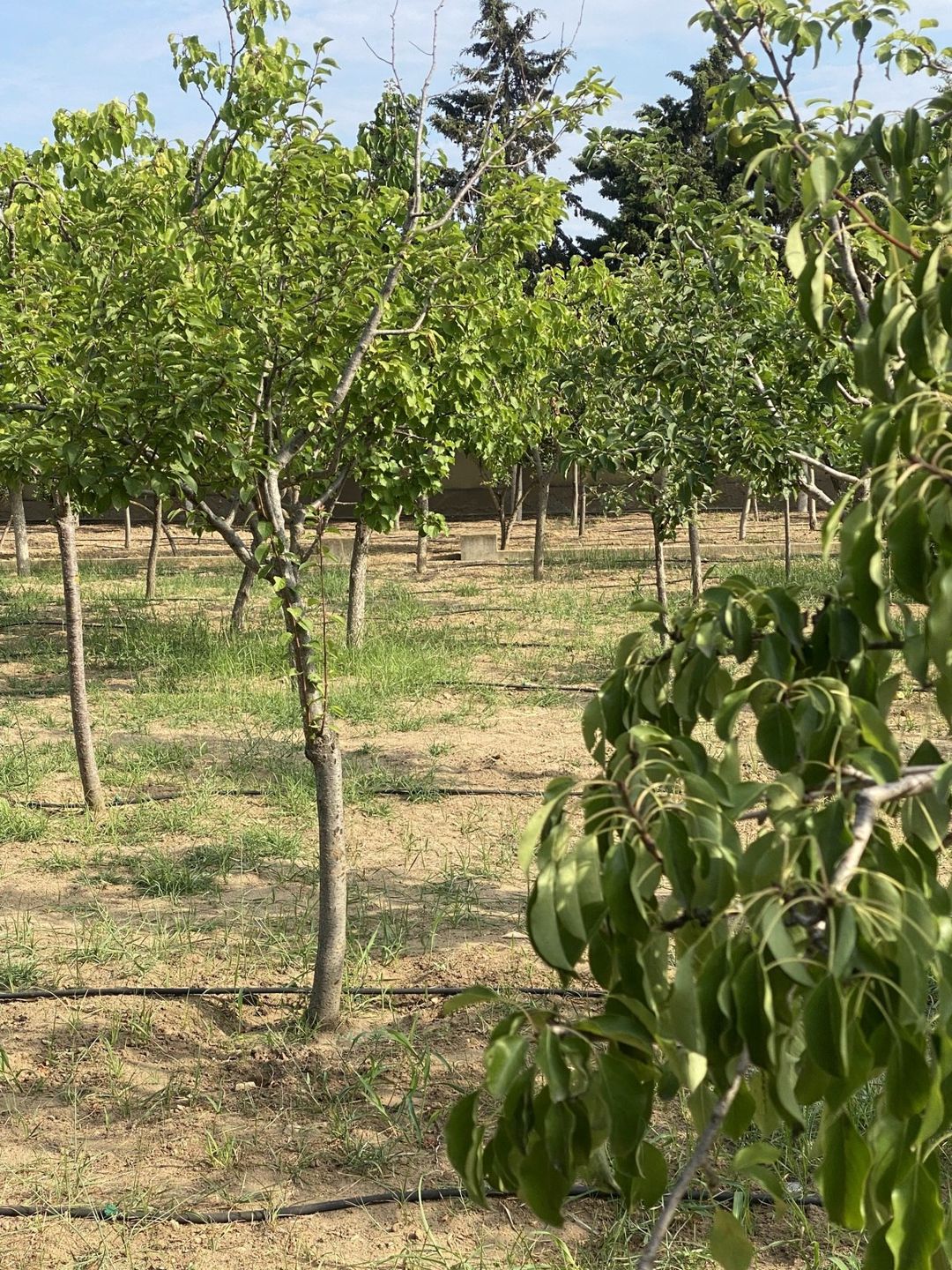Satılır torpaq 7 sot — Torpaq, Bakı (6)