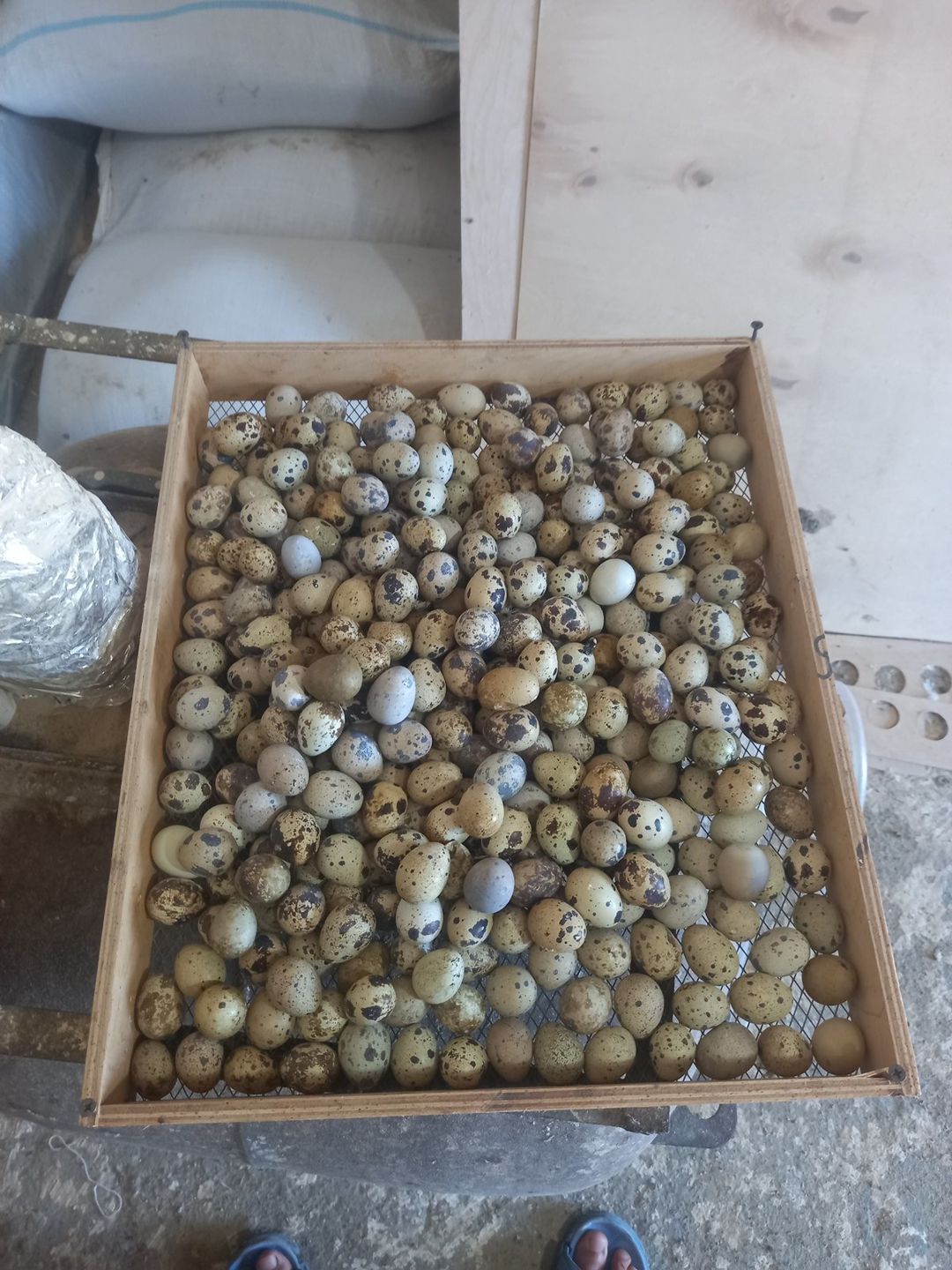 Bildirçin — Quşlar, Bakı (2)