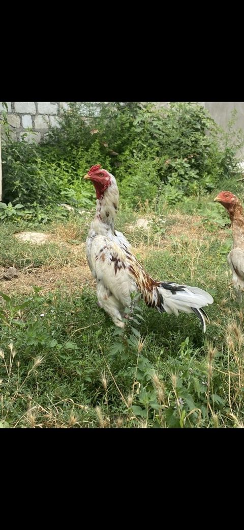 Heyratı — Qazax