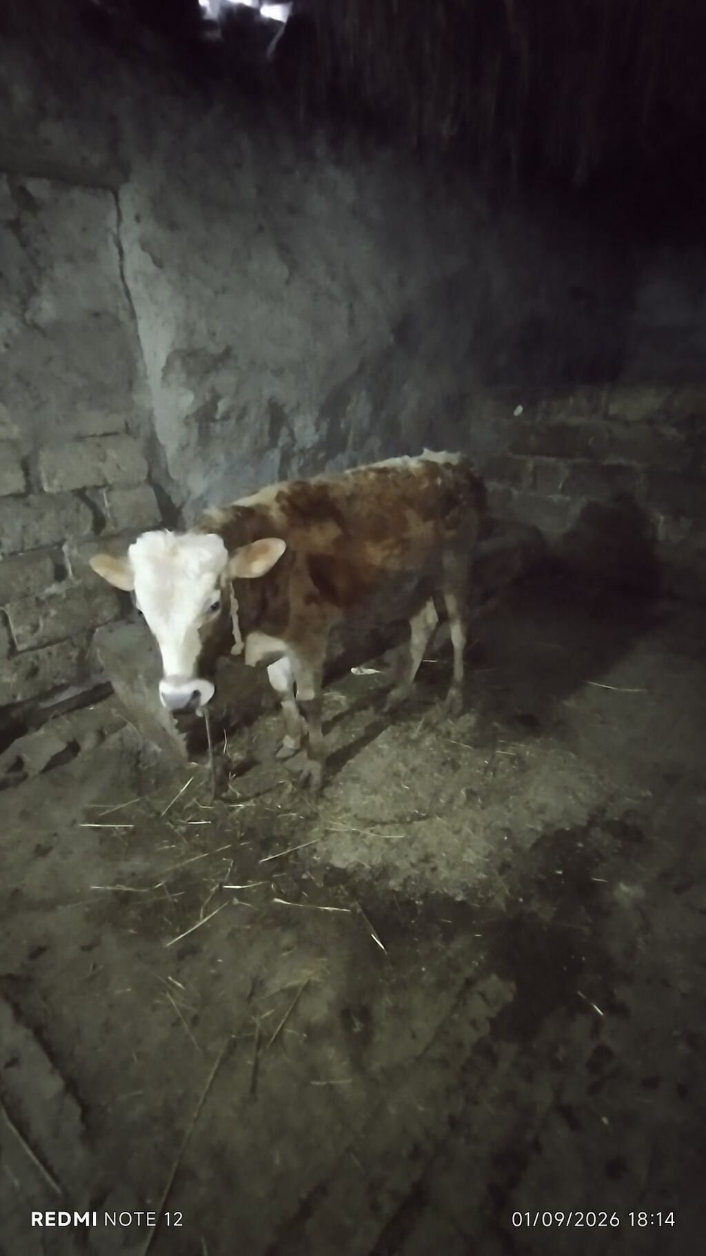 2 erkek dana isdeyen elaqe saxlasin — Heyvanlar, Siyəzən (2)