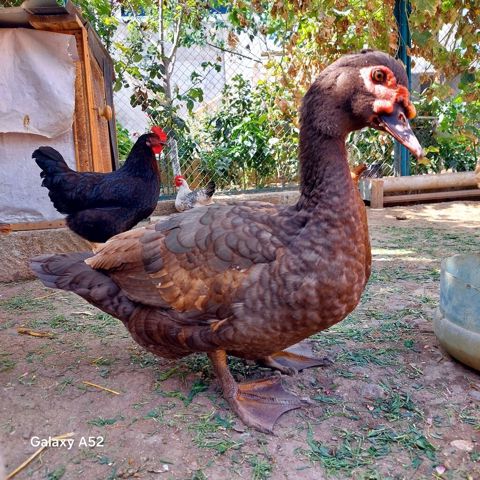Orginal Təmiz qan Krasnador Erkəyi 6 Aylıqdı Tam Sağlam ideal erkəydi — Digah