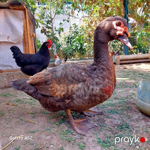 Orginal Təmiz qan Krasnador Erkəyi 6 Aylıqdı Tam Sağlam ideal erkəydi — Digah