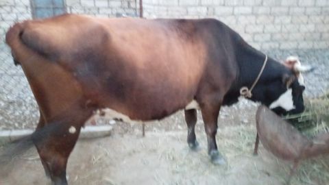 İnək — Siyəzən