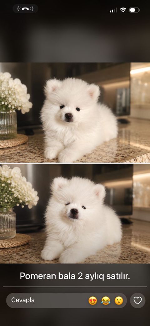 Şpitz, 1 ay, Erkək — Bakı