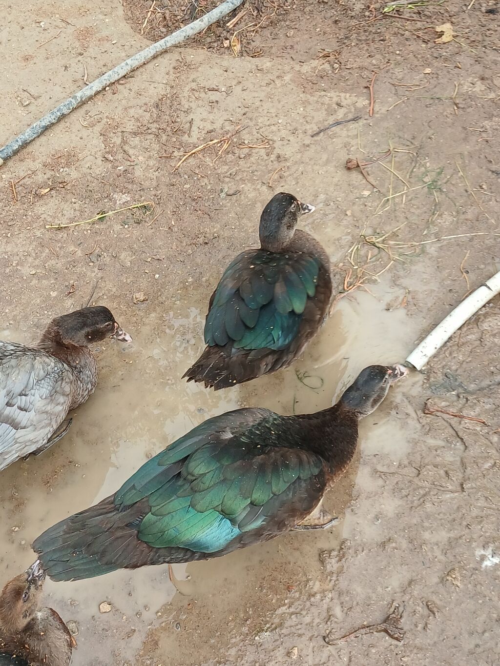 Zümrüd Muscovy (indi ördəyi) – rəngli qanadlı yetkin ördəklər 4,5 — Heyvanlar, Bakı (6)