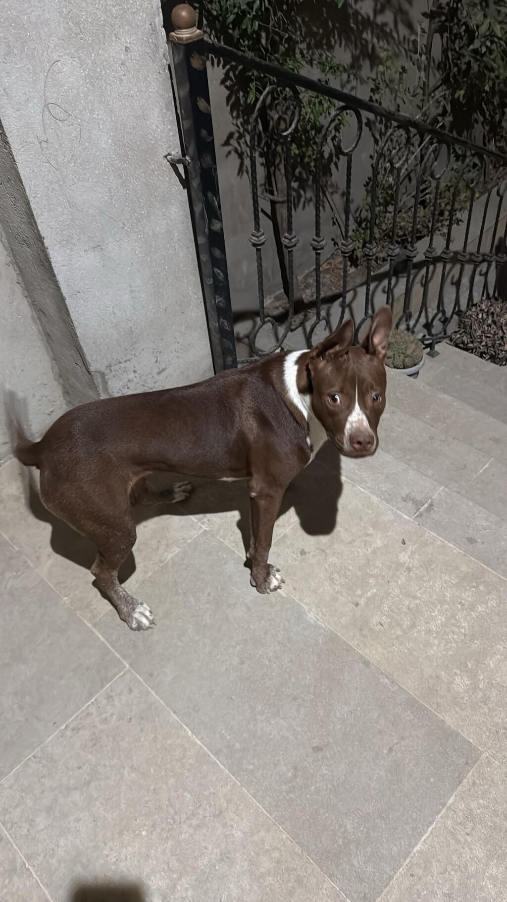 Pitbul, 5 ay, Erkək, Peyvəndli — Heyvanlar, Digah (3)