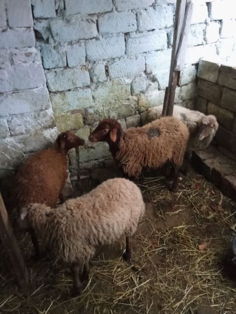4 dene quzu istəyən olsa yazsın videosunu atım baxın real alıcıya — Xırdalan