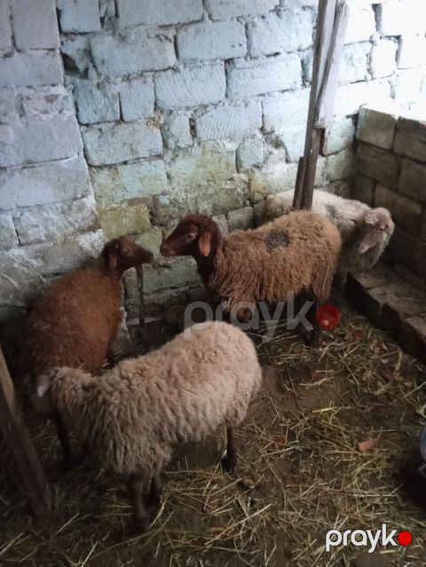 4 dene quzu istəyən olsa yazsın videosunu atım baxın real alıcıya — Xırdalan
