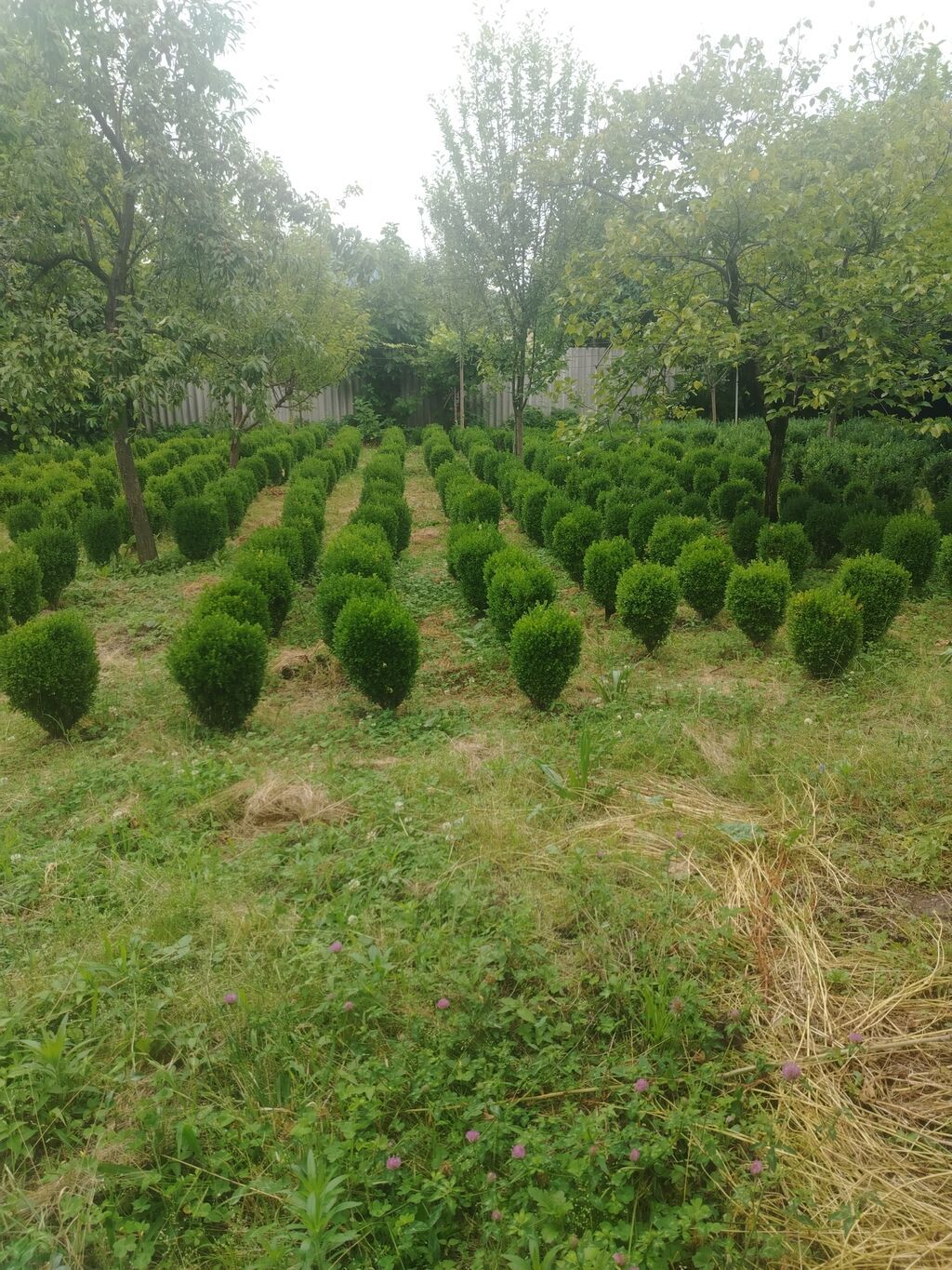 Dekarativ agaclar.balaken rayonundadir.bakiya çatdirilma — Bitkilər, Bakı (3)