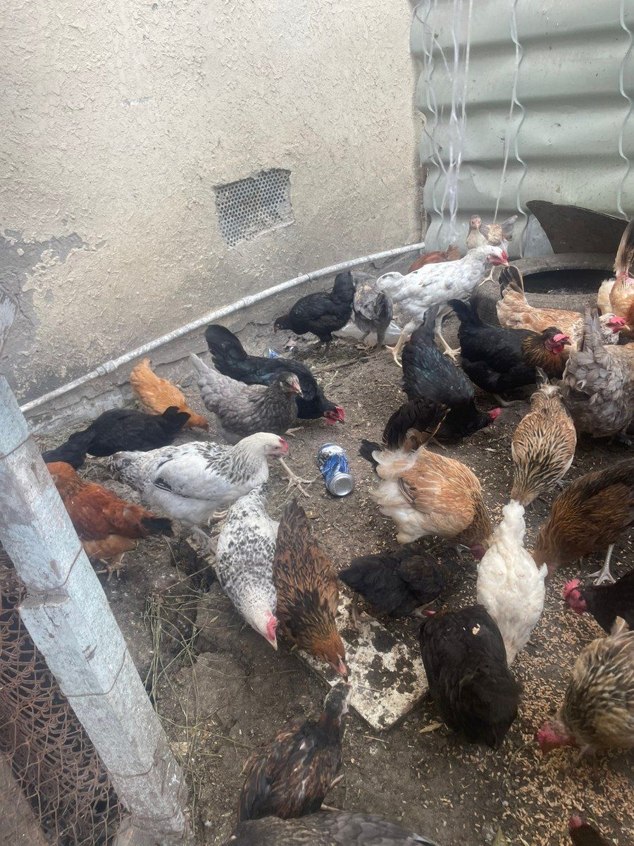 Toyuqlar və çolpalar — Quşlar, Sumqayıt (6)