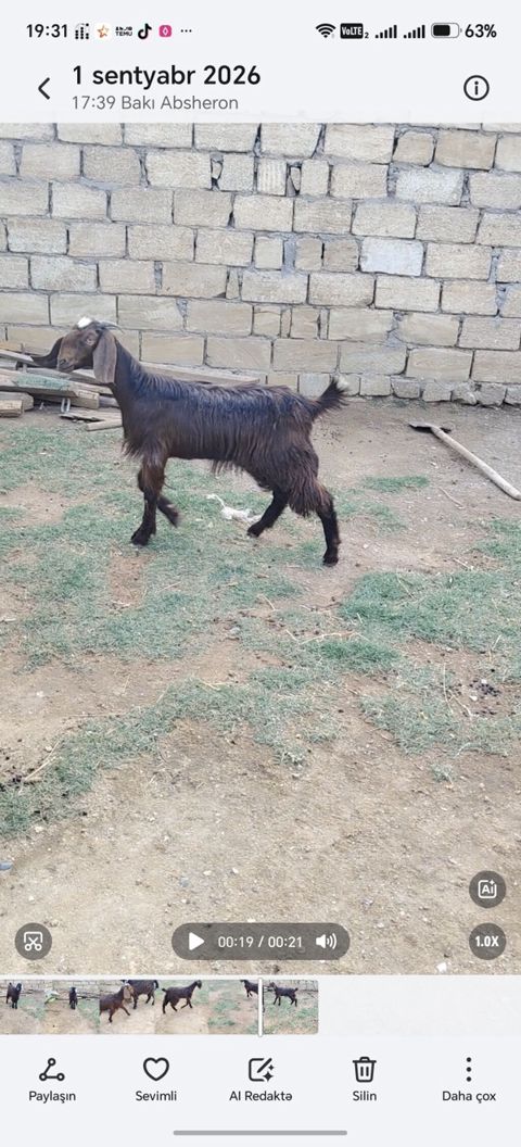 Təmiz hələb dişi 7 aylıq — Xırdalan