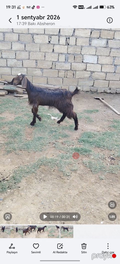 Təmiz hələb dişi 7 aylıq — Xırdalan