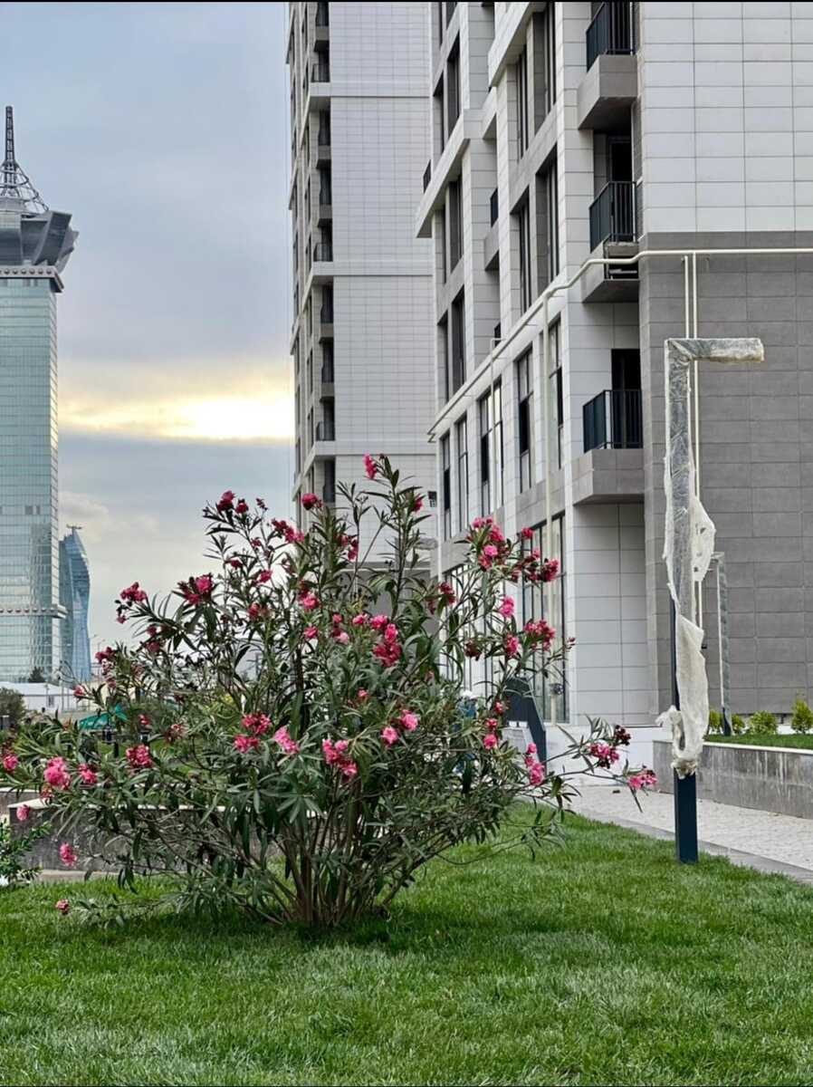 Satılır 3 otaqlı yeni tikili 146.4 m² — Mənzil, Bakı (2)