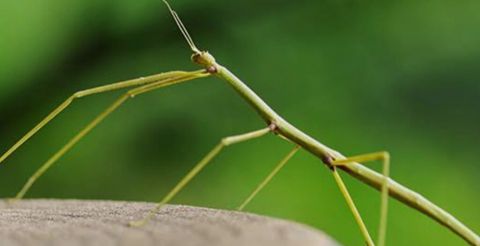 Mantis (çöp böcəyi) – unikal ekzotik ev heyvanı - Növ: “Stick insect — Bakı