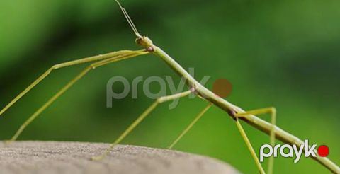 Mantis (çöp böcəyi) – unikal ekzotik ev heyvanı - Növ: “Stick insect — Bakı