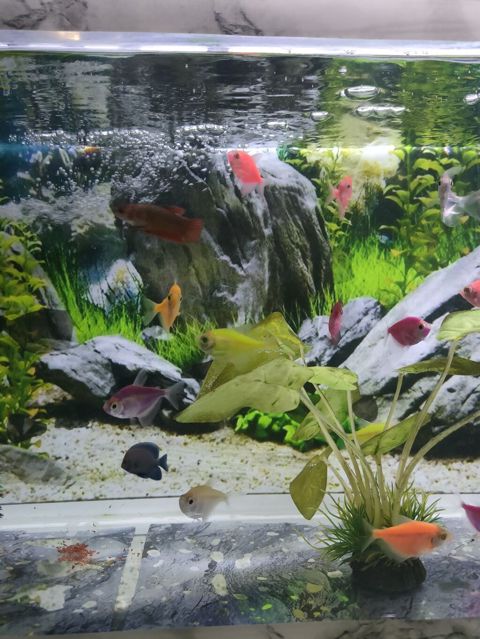 Şüşə akvarium 17 eded Glofish balığı renga reng 2 dekor bezekli — Gəncə