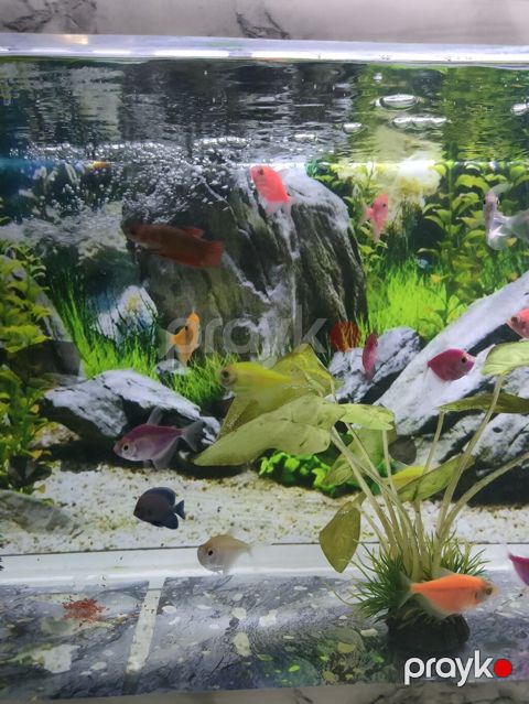 Şüşə akvarium 17 eded Glofish balığı renga reng 2 dekor bezekli — Gəncə