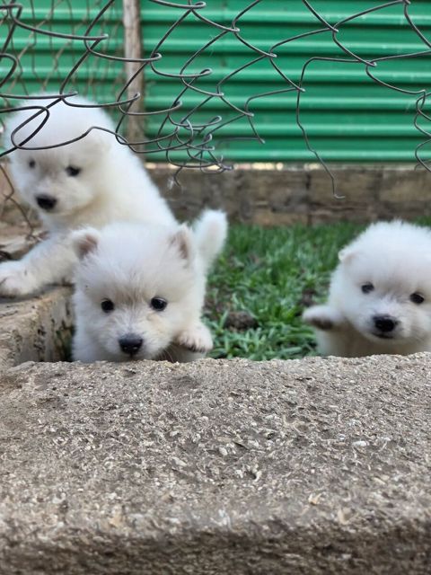 Samoyed — Bakı