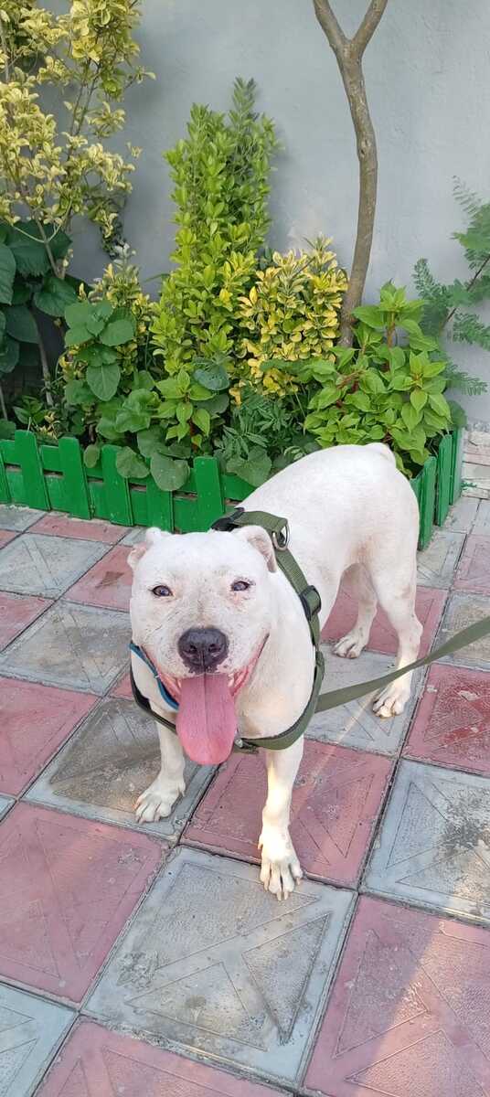 Pitbul — Heyvanlar, Bakı (5)