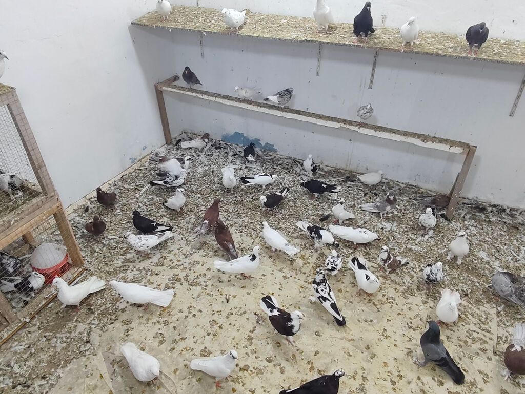 Satılır 4 manatdan hamsi tutulma heyvanlardir unvan Baki rayonlara — Digər heyvanlar, Bakı (2)