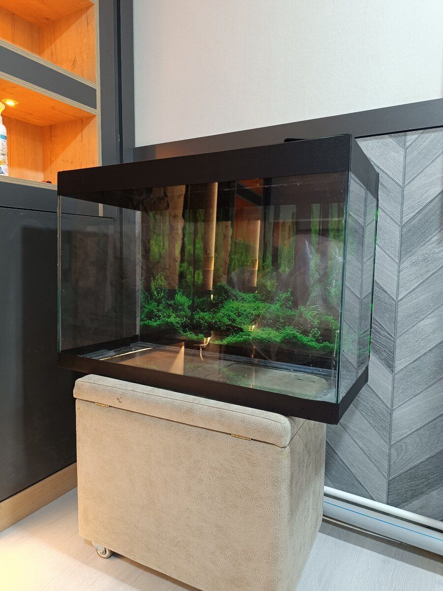 Akvarium — Akvariumlar və balıqlar, Bakı (5)