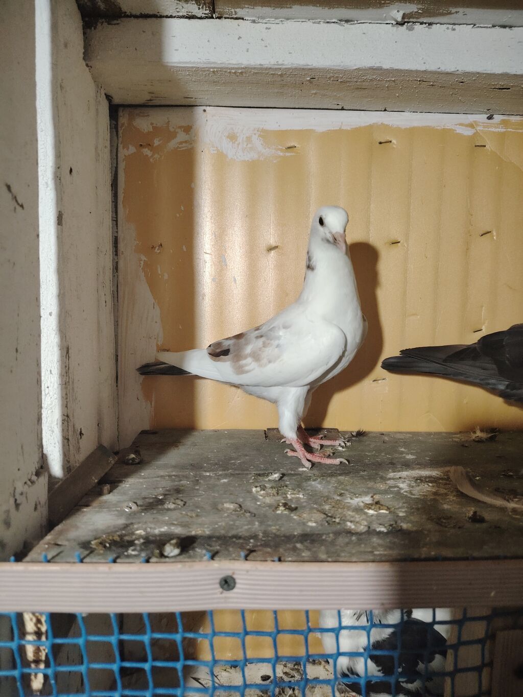 12 tük tay balalar. Erkey tayin dimdiyin qırağında cicey olub sagalib — Quşlar, Bakı (2)