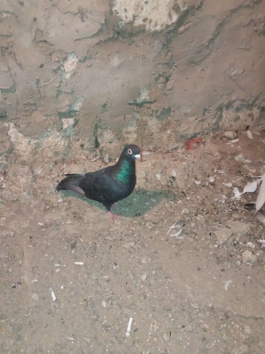 Salam 2 dənə Erkey drakon satılır tam sağlam heyvanlardır ünvan — Quşlar, Digah (3)
