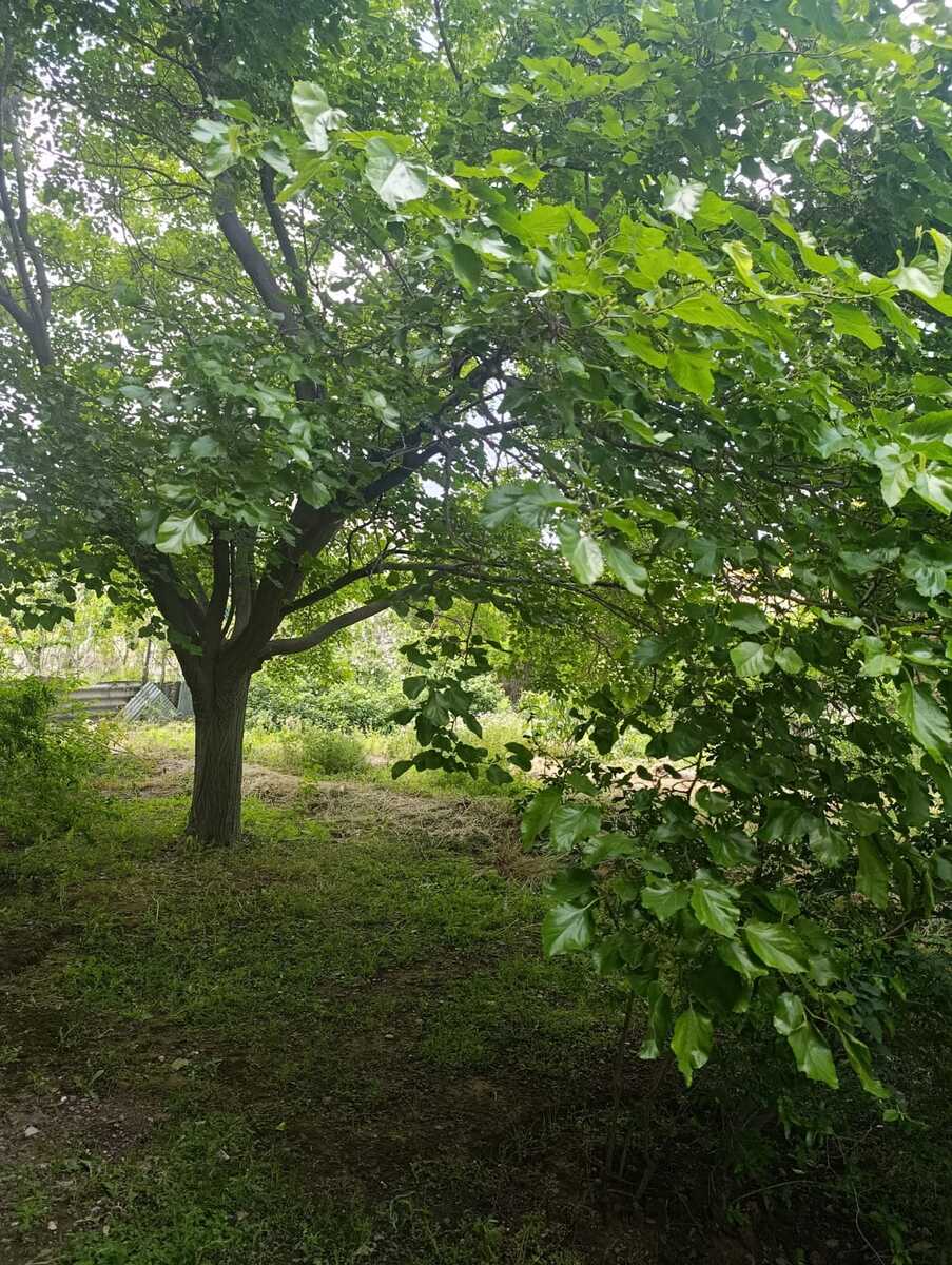 Satılır 9 otaqlı həyət evi/bağ evi 350 m² — Ev, villa, Bakı (3)