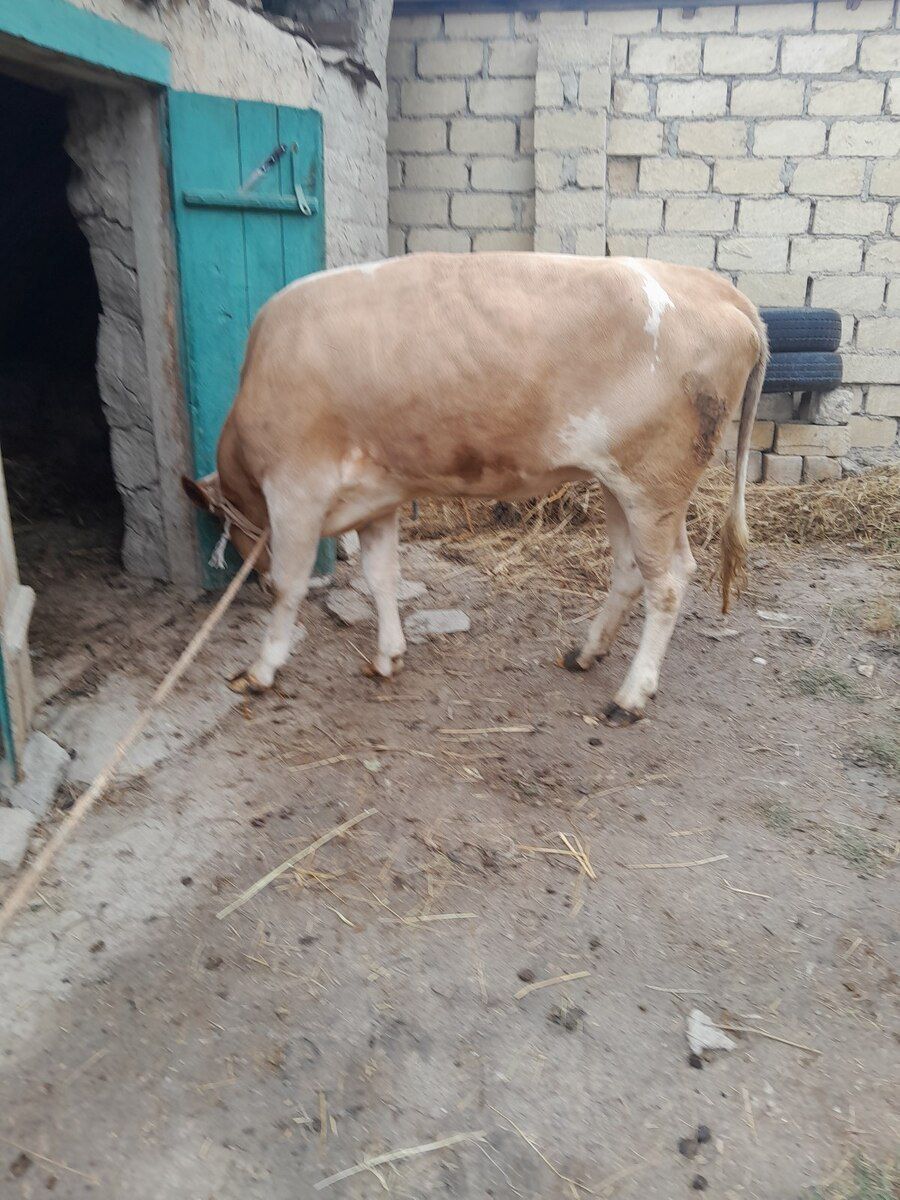 Ətlik dana — Heyvanlar, Quba (2)