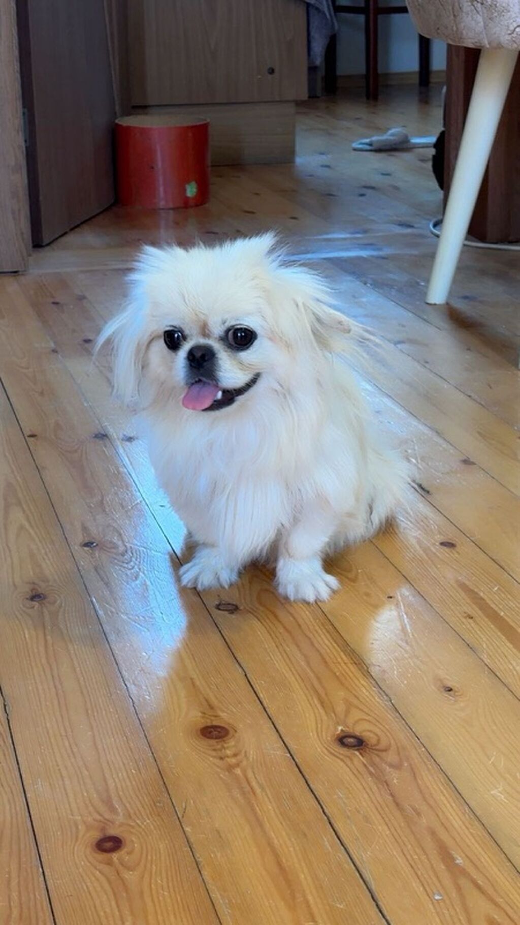 Pekines, 8 ay, Dişi, Ünvandan götürmə — Köpəklər, Digah (2)