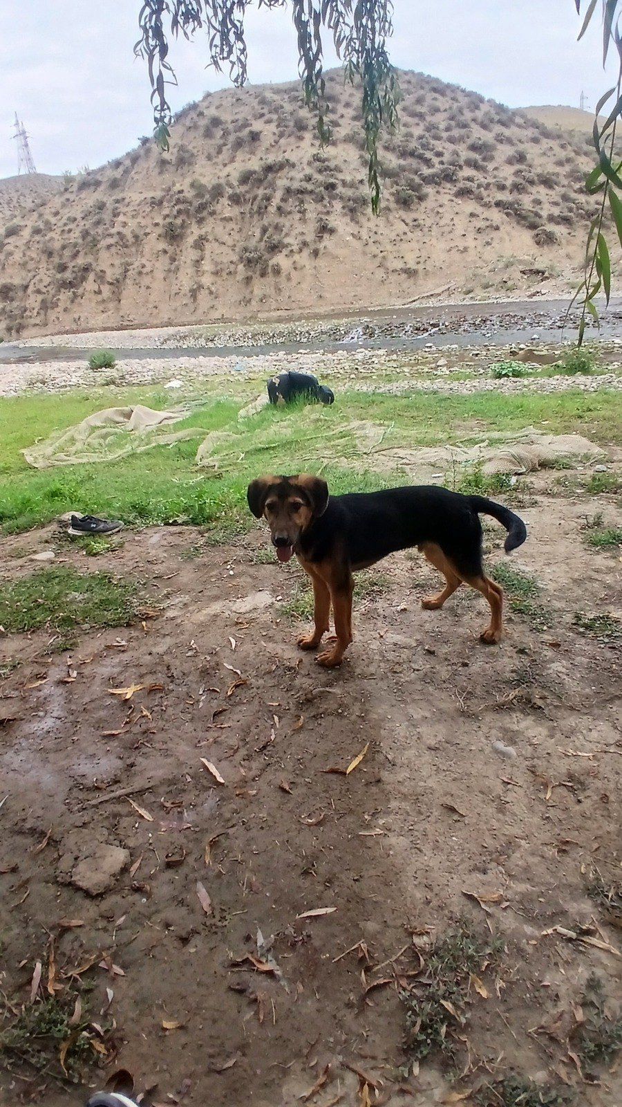 Polyak Hound ov iti — Heyvanlar, Tovuz
