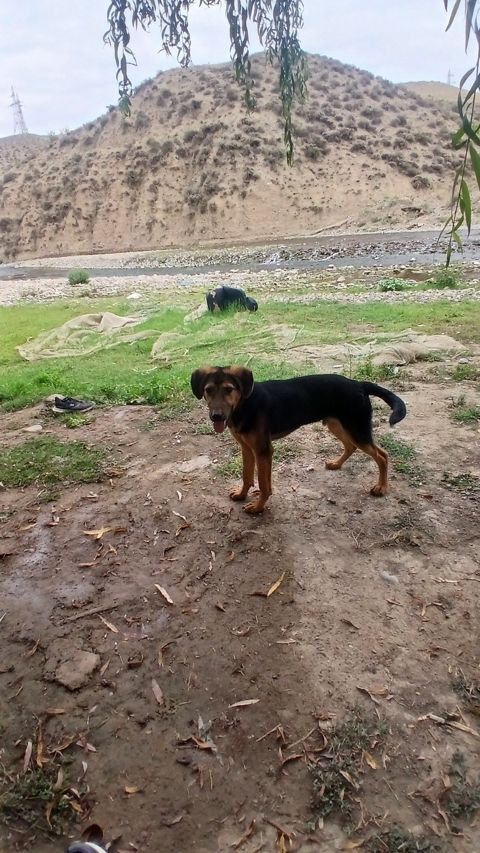 Polyak Hound ov iti — Tovuz