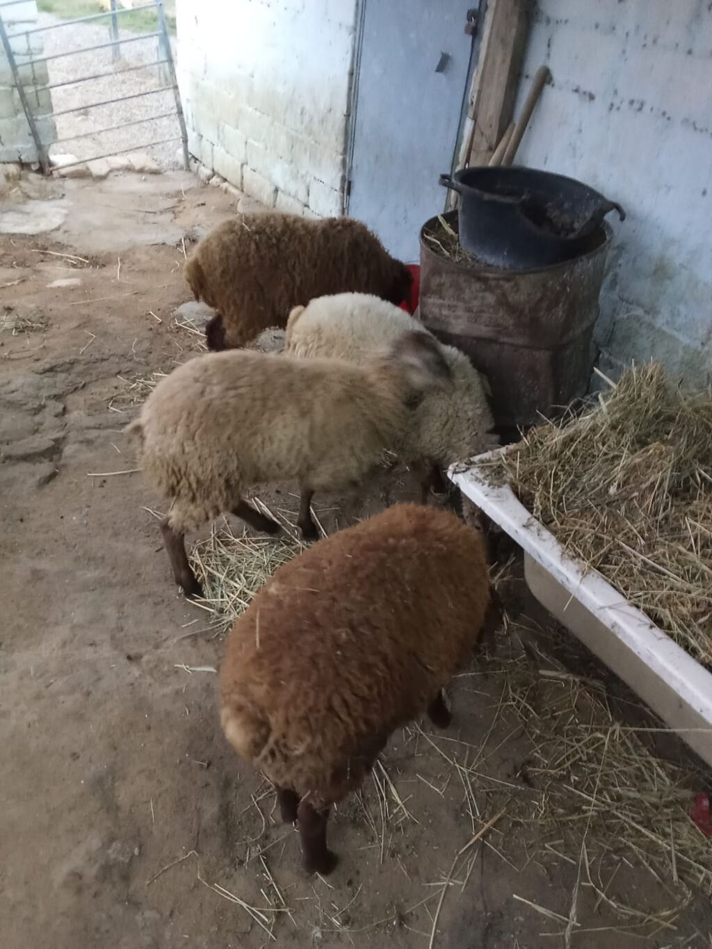 4 dene quzu istəyən olsa yazsın videosunu atım baxın real alıcıya — Heyvanlar, Xırdalan (2)
