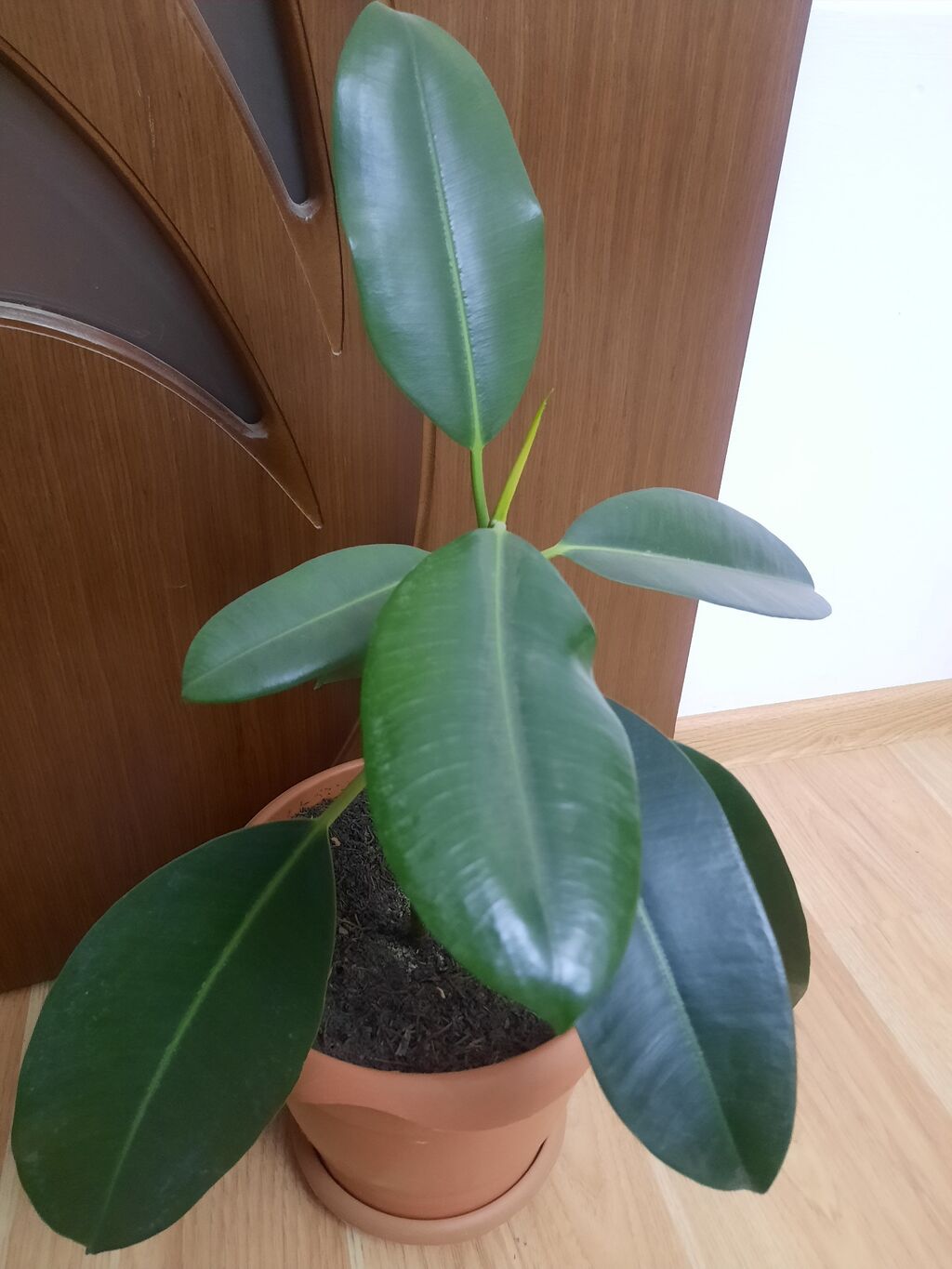 Dibçək gülü Sansevieria,gülü crassula,gülü fikus gülü,aloe gülü — Çiçəklər, Bakı (2)