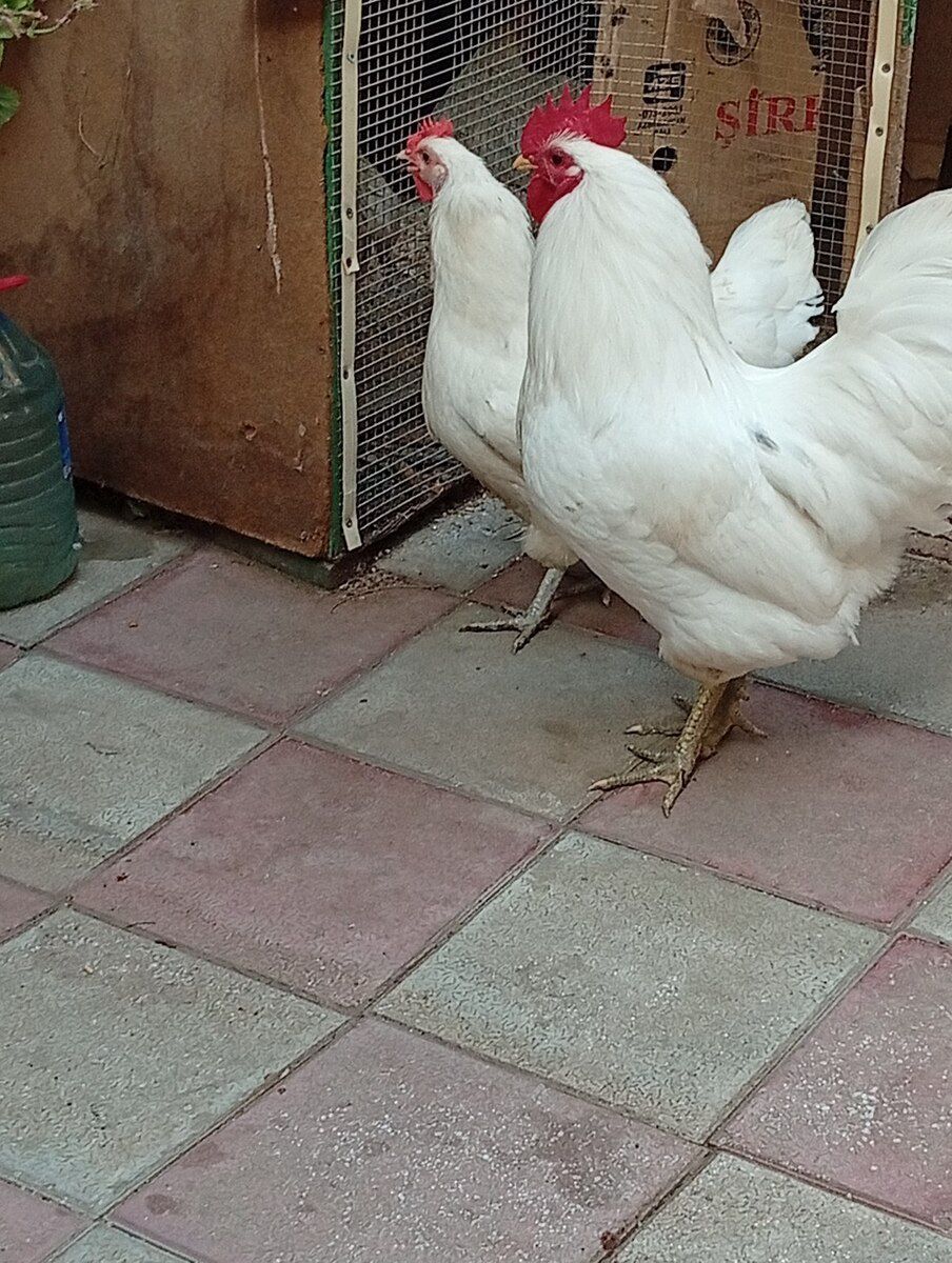 Avstralorp fərəsi — Quşlar, Bakı