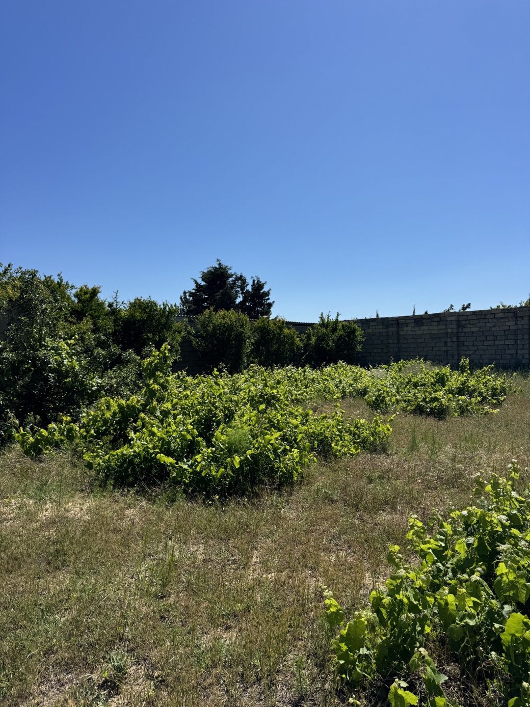 Satılır torpaq 4 sot — Torpaq, Bakı (3)