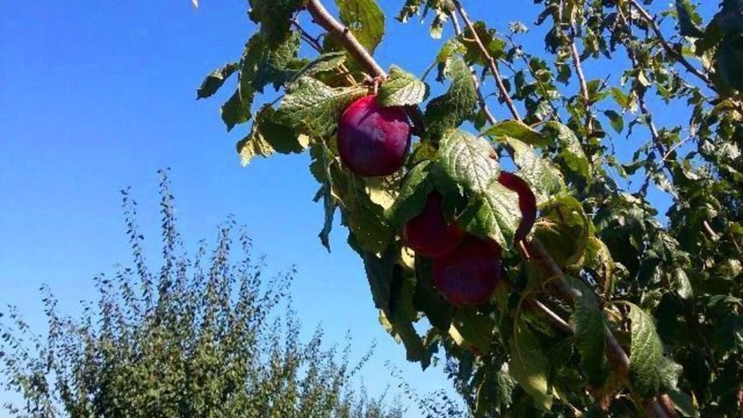 Satılır torpaq 180 sot — Torpaq, Xaçmaz (9)