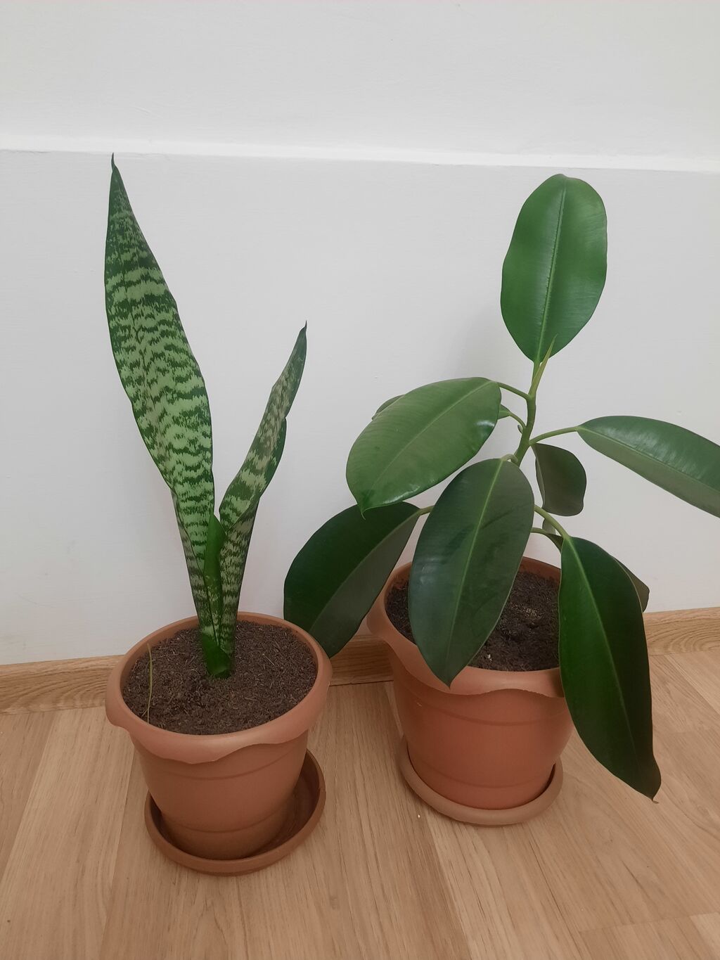 Dibçək gülü Sansevieria,gülü crassula,gülü fikus gülü,aloe gülü — Çiçəklər, Bakı (5)