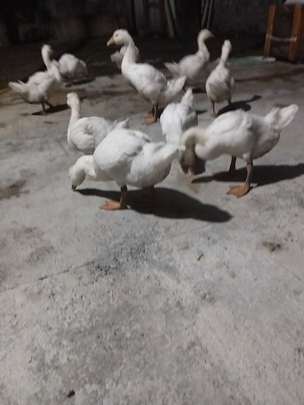 Linda Kuban qazlar 2 aylıqdır sayı 14 ədəddir. Real alıcılar narahat — Heyvanlar, Şəki (3)